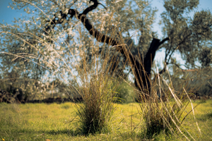 Immobilier Grasse